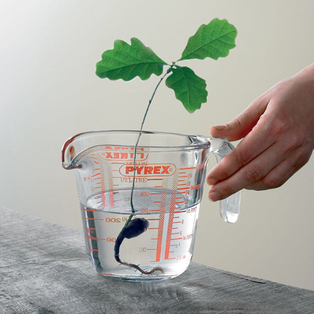 BROC MESUREUR EN VERRE 0L5 CLASSIC – Préparation culinaire – HygiRéa