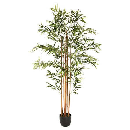 Bambou Yumi haut 180 cm avec pot plastique – Plante – HygiRéa