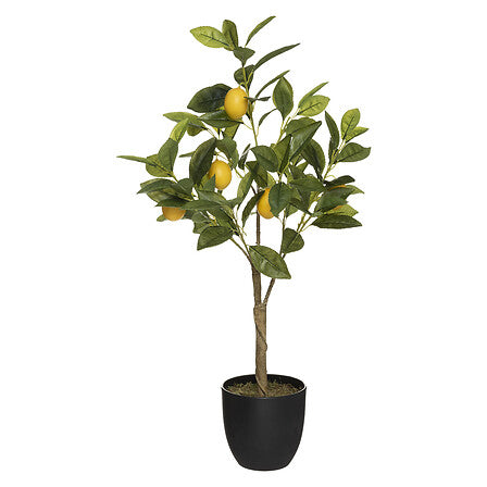 Citronnier Cerza haut 70 cm avec pot plastique