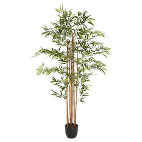 Bambou Yumi haut 180 cm avec pot plastique – Plante – HygiRéa